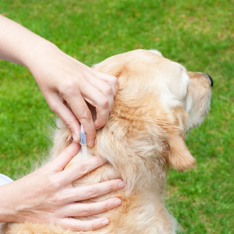 انگل‌های خارجی در حیوانات خانگی: هر آنچه باید درباره کک و کنه بدانید
