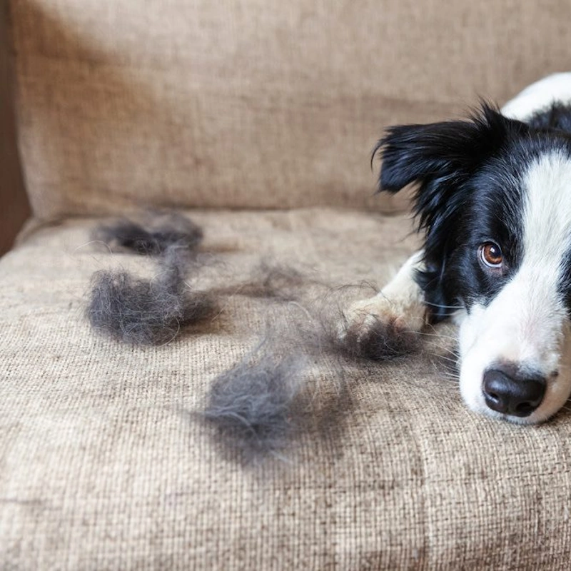 ریزش مو در حیوانات و دلایل آن