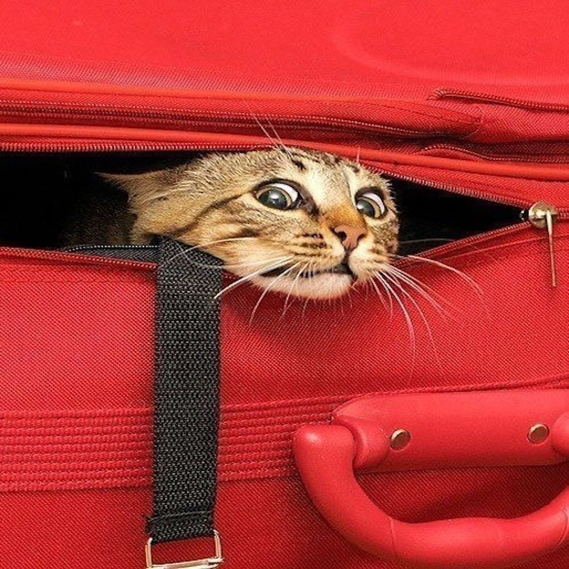 راهنمای کامل سفر با حیوانات خانگی – با یا بدون آن‌ها  