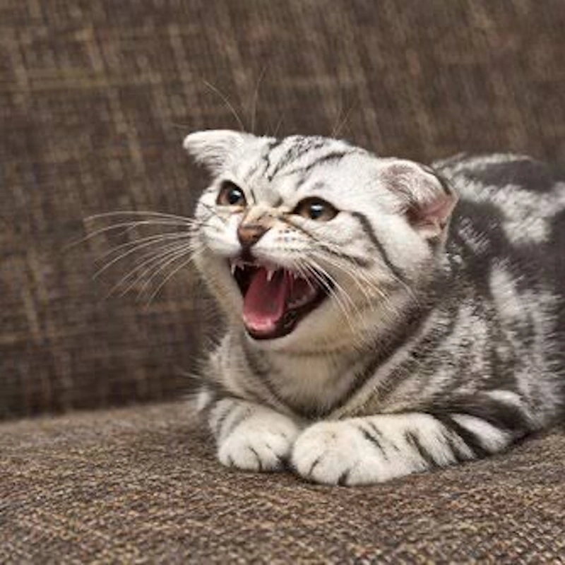 استرس در حیوانات خانگی:شناخت علائم هشداردهنده و راه های درمان