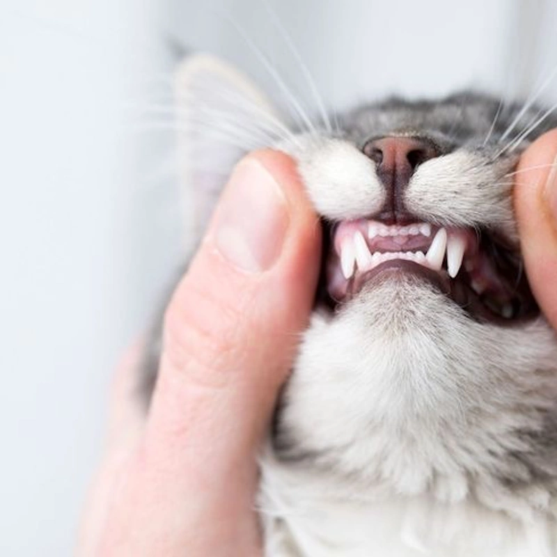 سلامت دهان و دندان در حیوانات خانگی: از پیشگیری تا درمان مشکلات دندانی