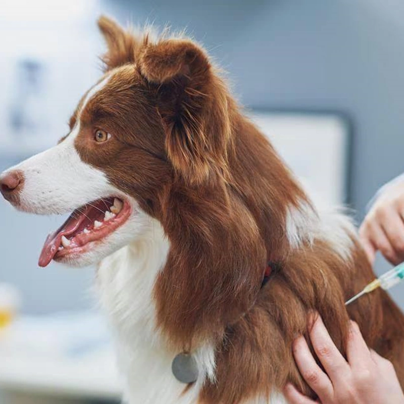 واکسن سگ: سپر دفاعی در برابر بیماری‌های خطرناک