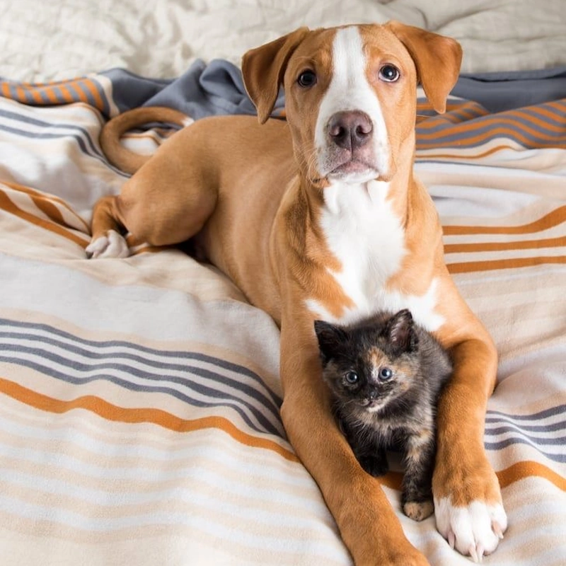 نگهداری از حیوانات در آپارتمان‌های کوچک:راهنمای کامل نگهداری حیوانات خانگی در آپارتمان کوچک