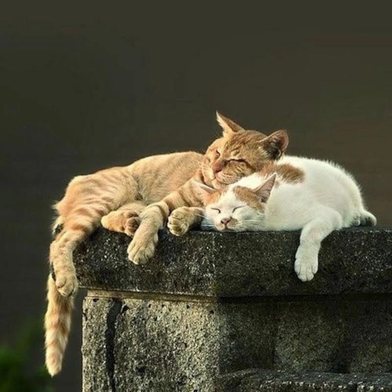 کهنسالی و مراقبت از حیوانات خانگی